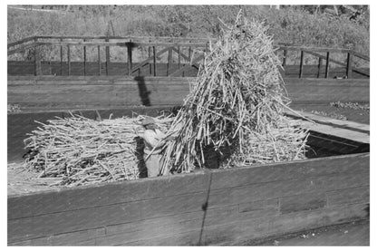 Sugarcane Loading on Barge in Houma Louisiana 1938 - Available at KNOWOL