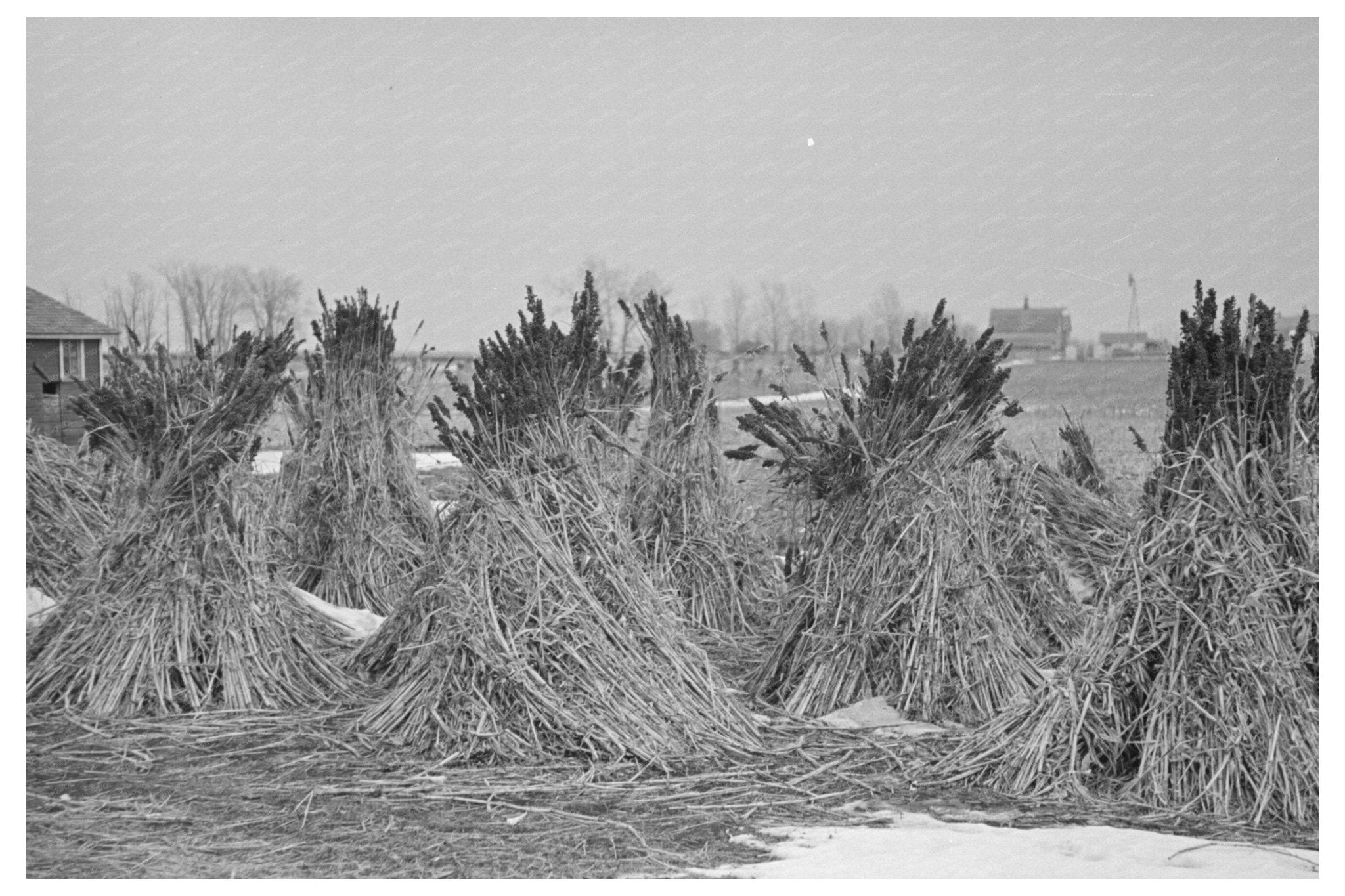 Sugarcane Stacks in Emmet County Iowa December 1936 - Available at KNOWOL