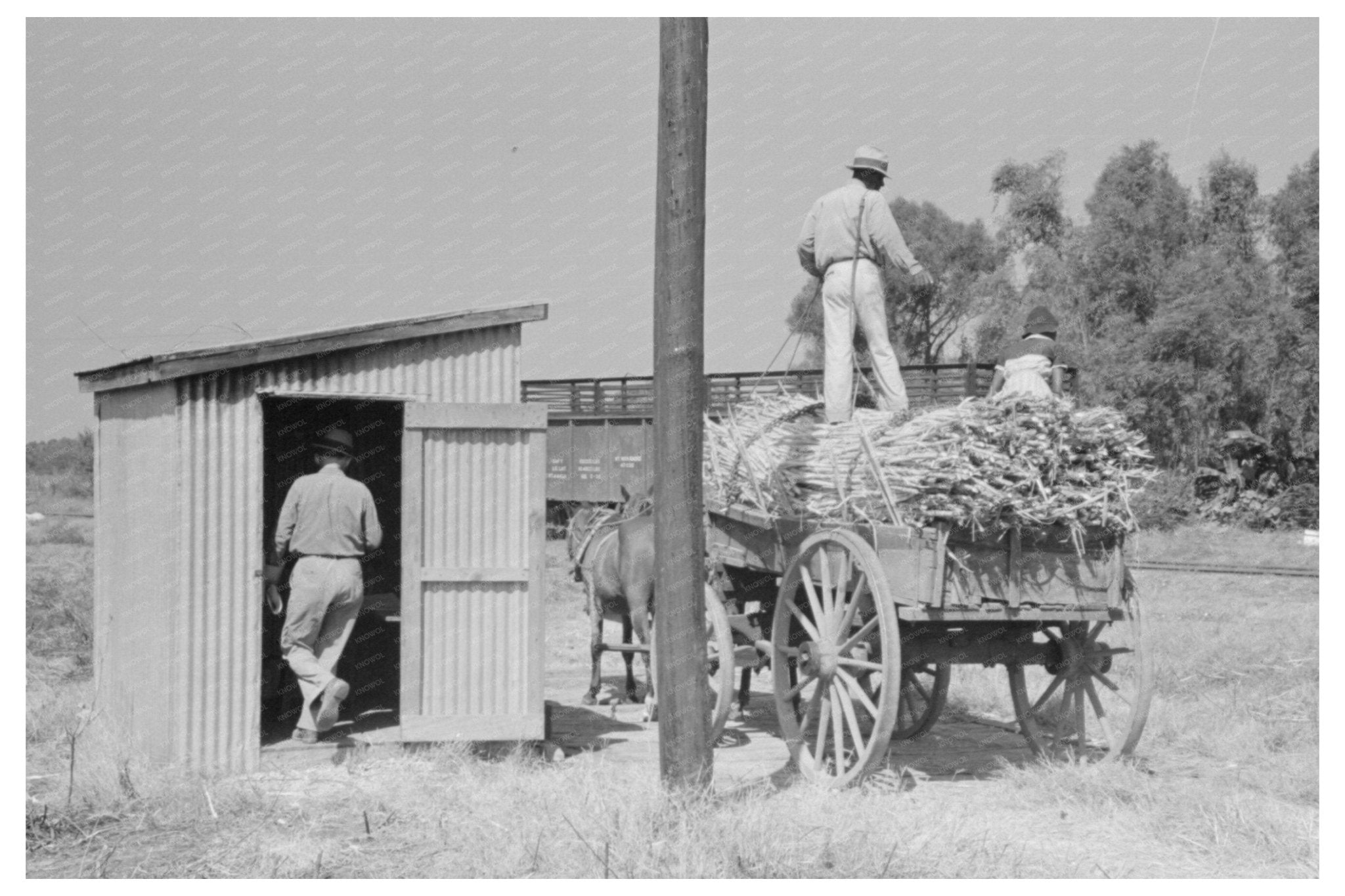 Sugarcane Weighing in New Roads Louisiana 1938 - Available at KNOWOL