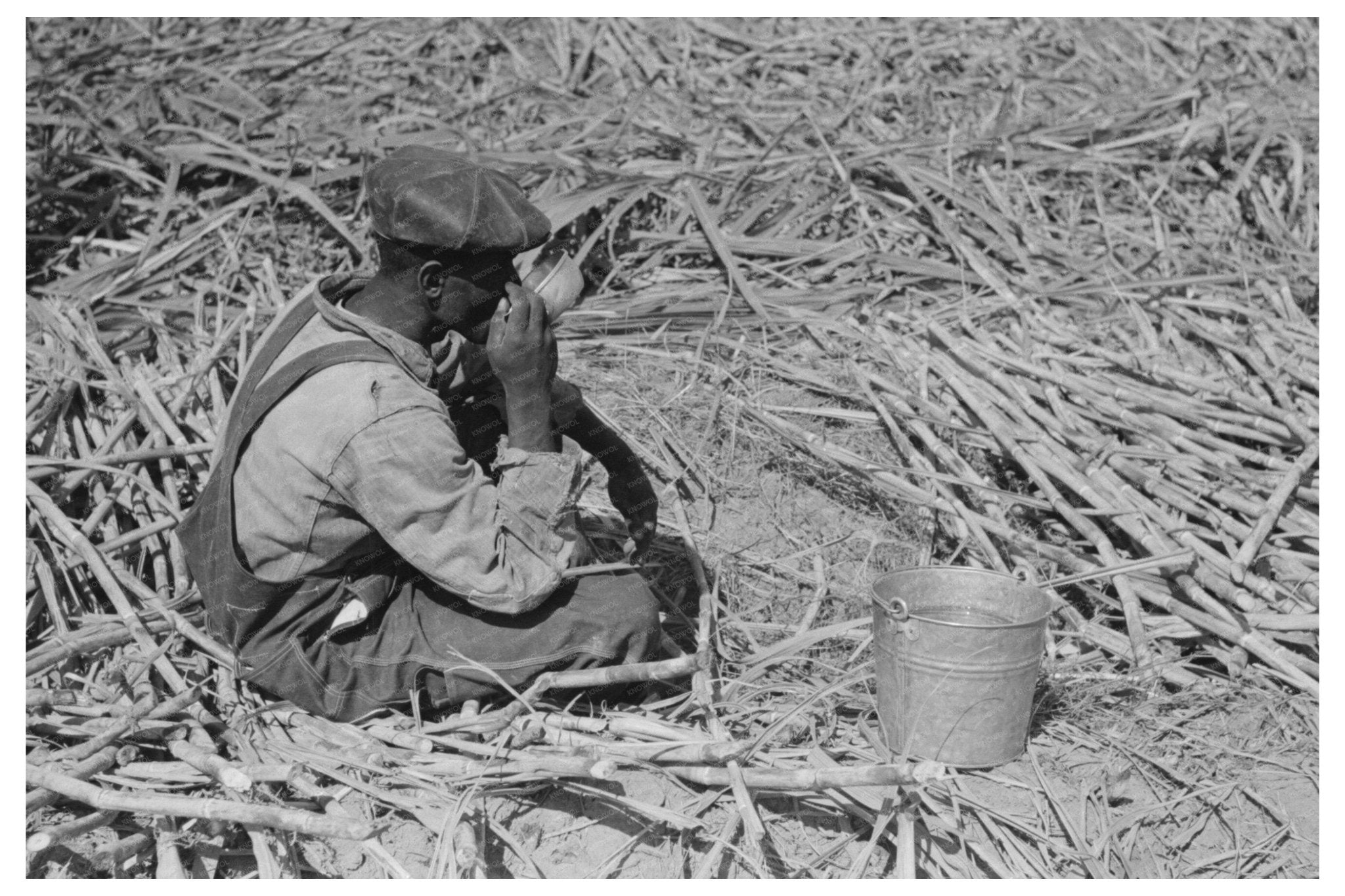 Sugarcane Worker Drinking Water Louisiana 1938 - Available at KNOWOL