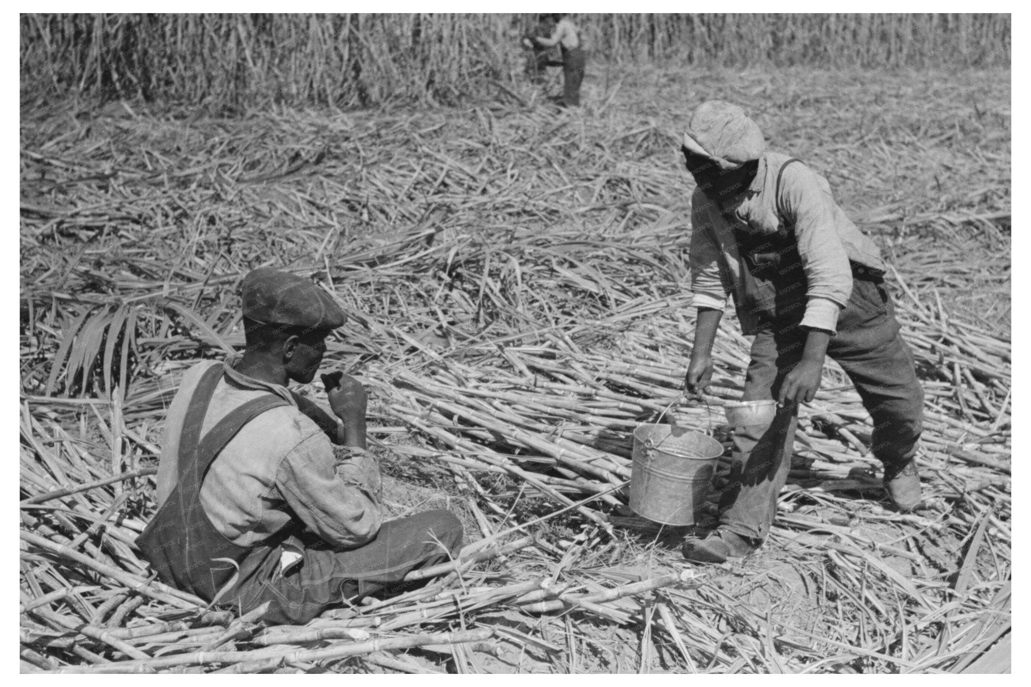 Sugarcane Worker Drinking Water Louisiana October 1938 - Available at KNOWOL