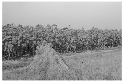 Sunflower Field and Wheat in Southeast Missouri 1938 - Available at KNOWOL