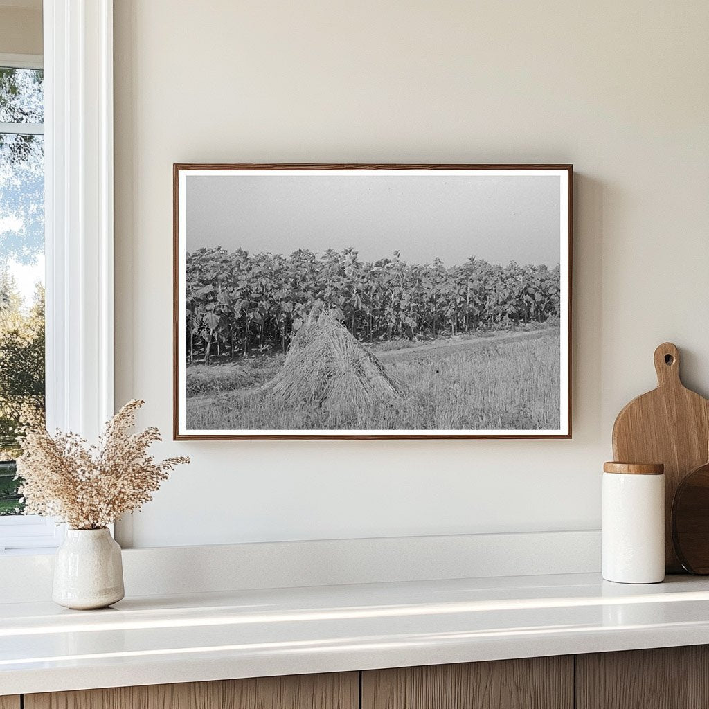 Sunflower Field and Wheat in Southeast Missouri 1938 - Available at KNOWOL