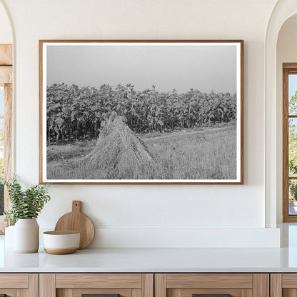 Sunflower Field and Wheat in Southeast Missouri 1938 - Available at KNOWOL