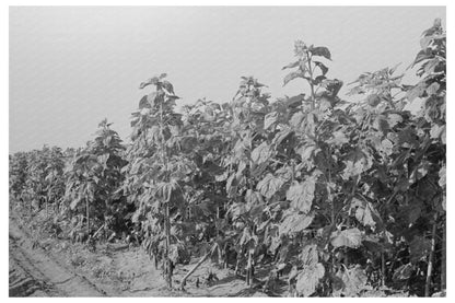 Sunflower Field in New Madrid County Missouri 1938 - Available at KNOWOL