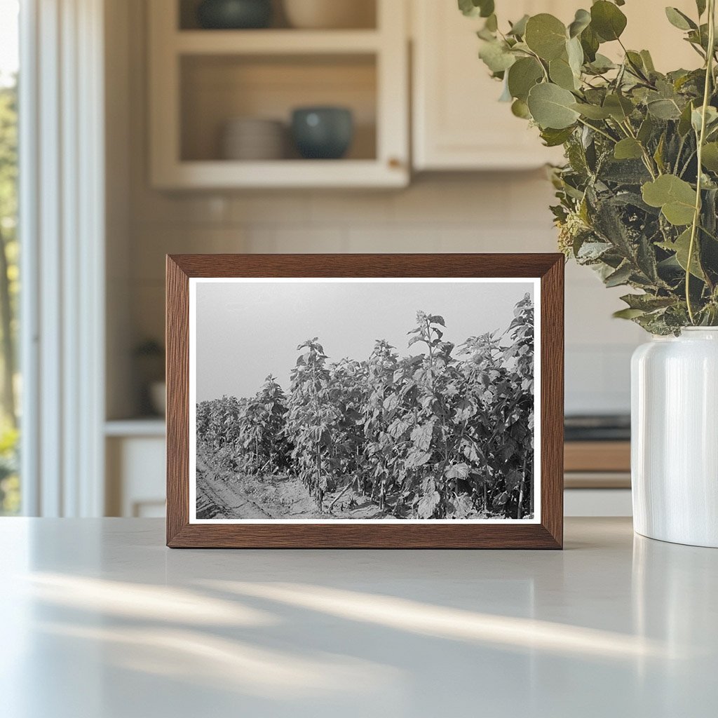 Sunflower Field in New Madrid County Missouri 1938 - Available at KNOWOL