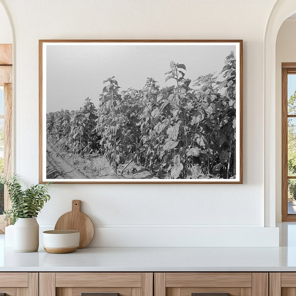 Sunflower Field in New Madrid County Missouri 1938 - Available at KNOWOL