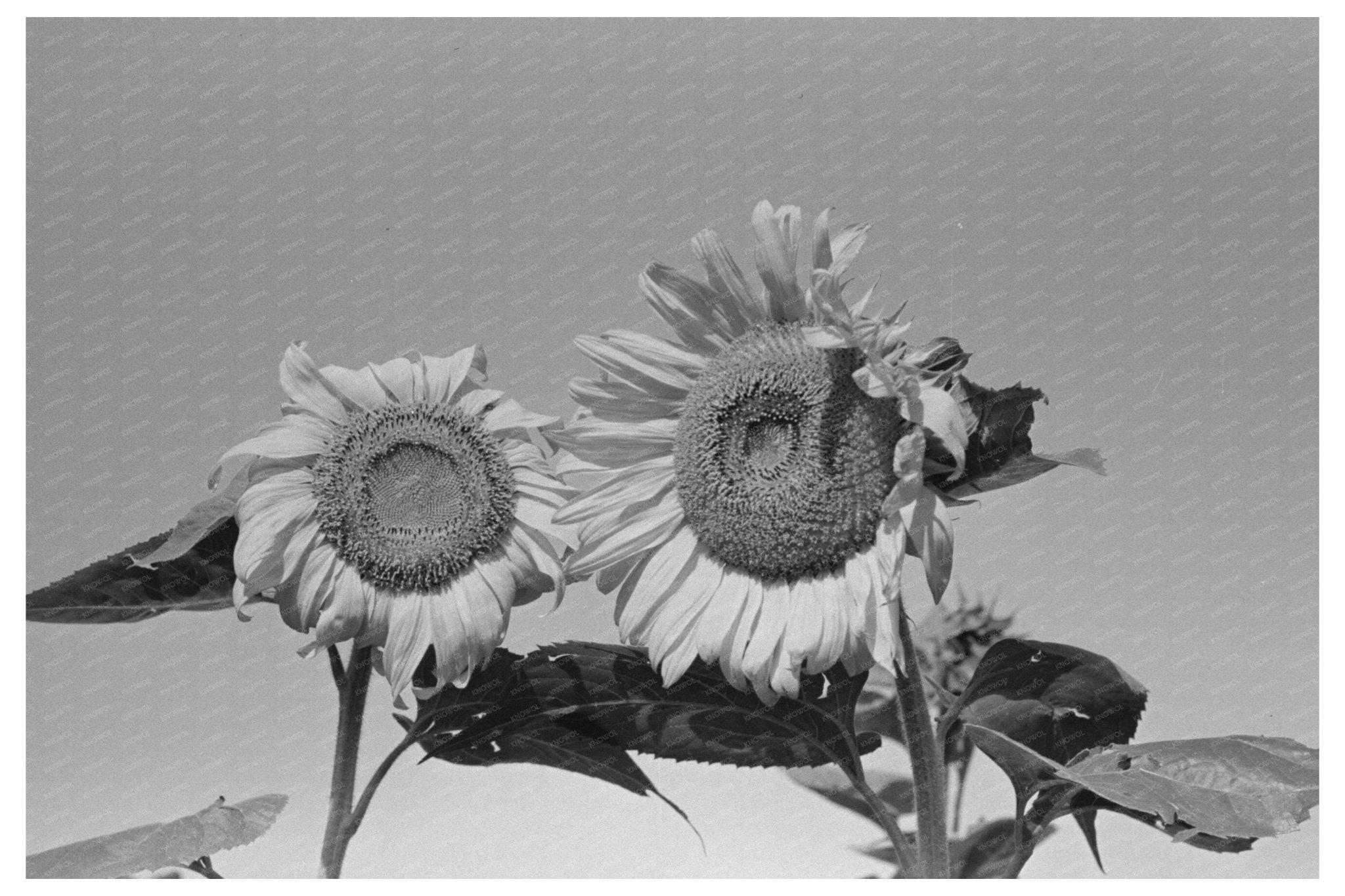 Sunflower Heads in New Madrid County Missouri May 1938 - Available at KNOWOL