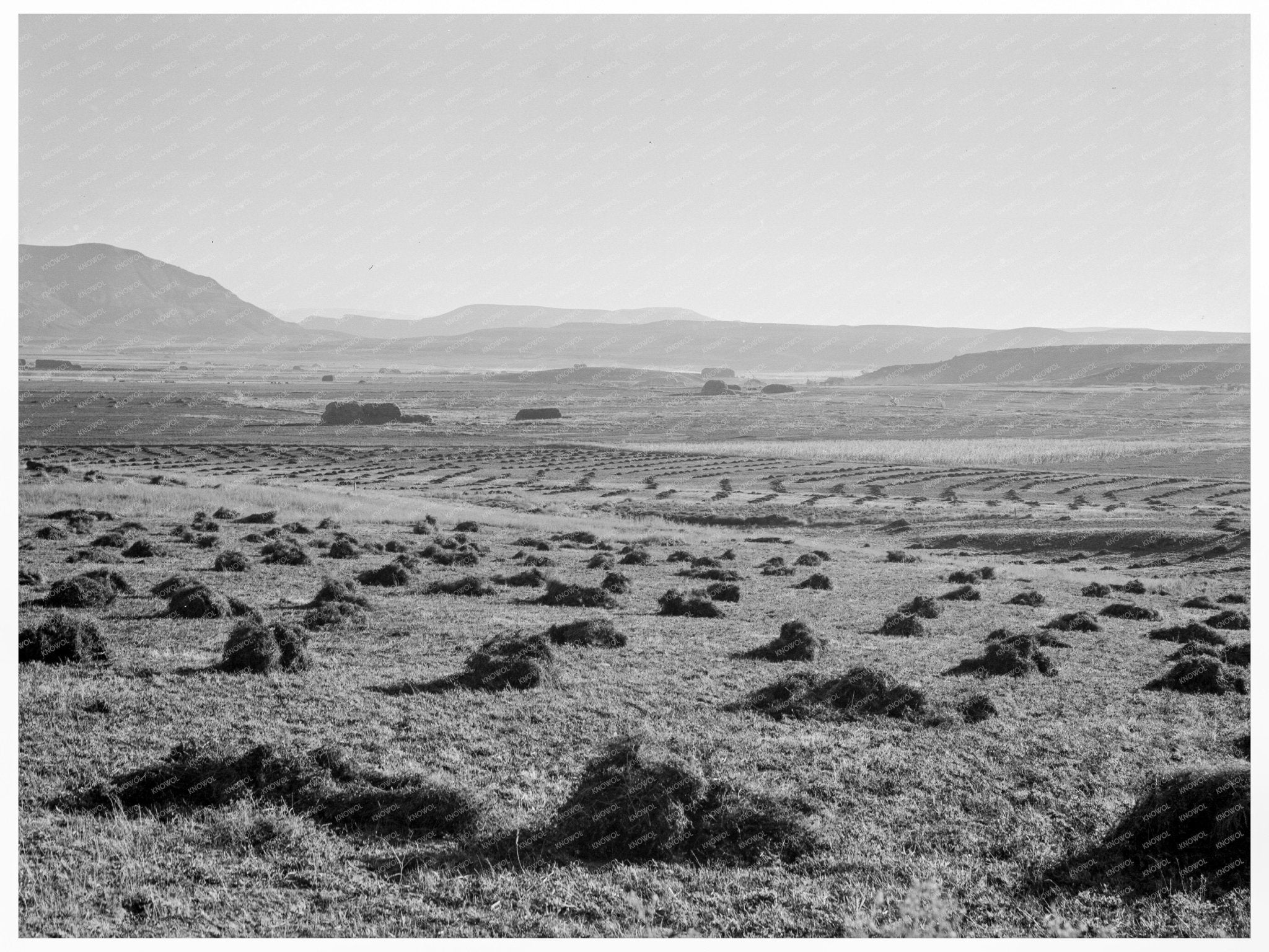 Sunset Valley Agriculture Malheur County Oregon 1939 - Available at KNOWOL