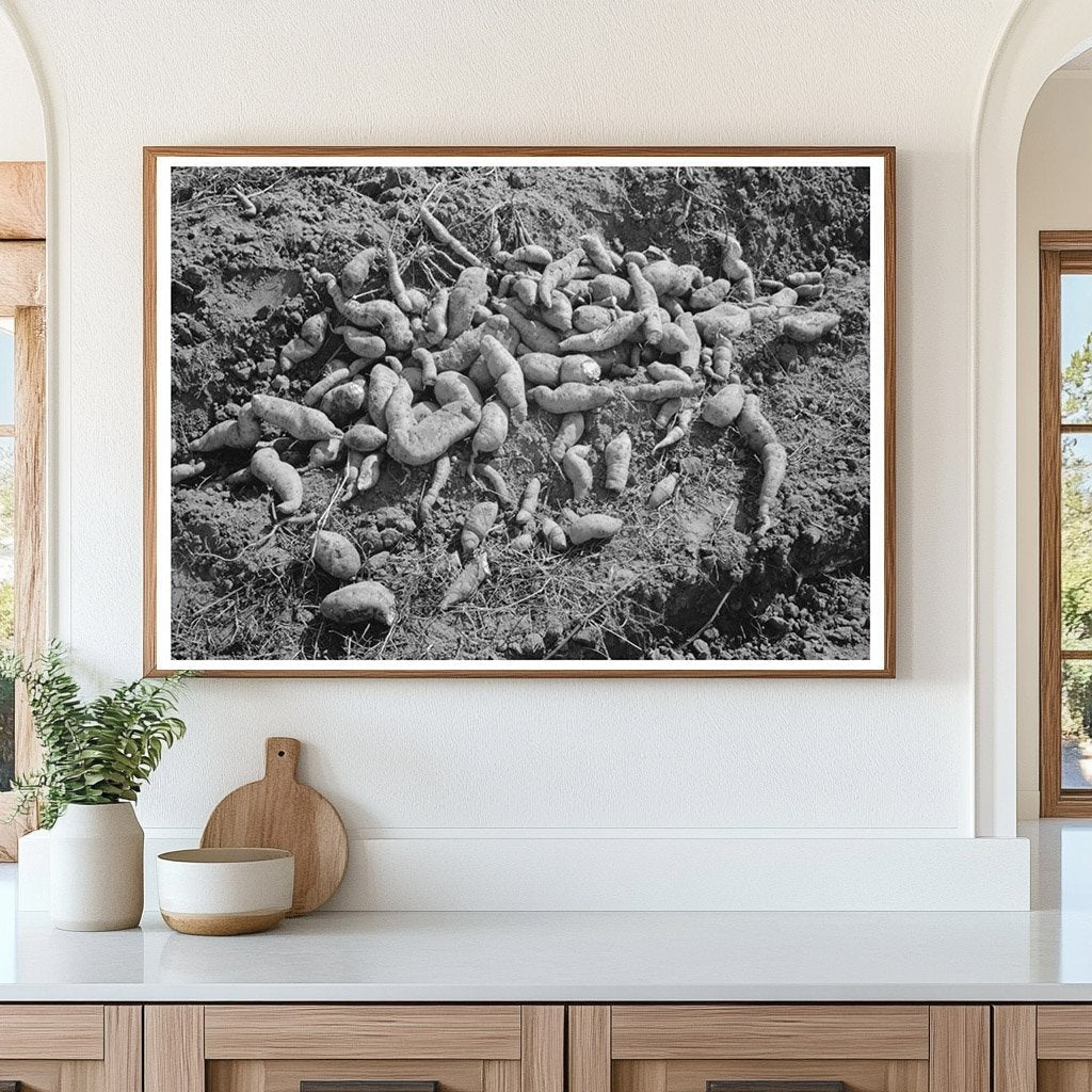 Sweet Potatoes in Field Near Laurel Mississippi 1938 - Available at KNOWOL