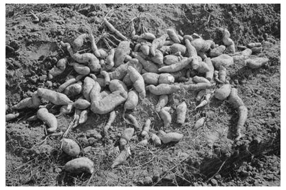 Sweet Potatoes in Field Near Laurel Mississippi 1938 - Available at KNOWOL