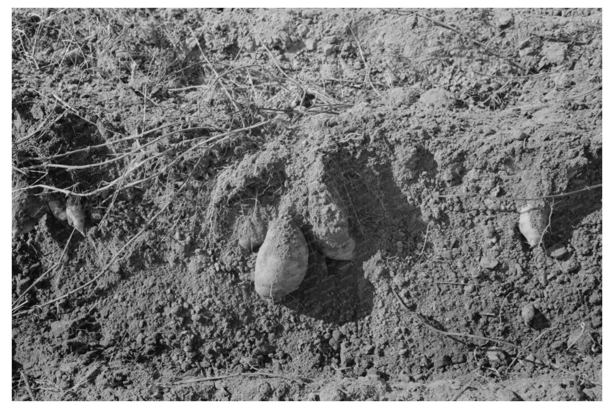 Sweet Potatoes in Field Plowed in Laurel Mississippi 1938 - Available at KNOWOL