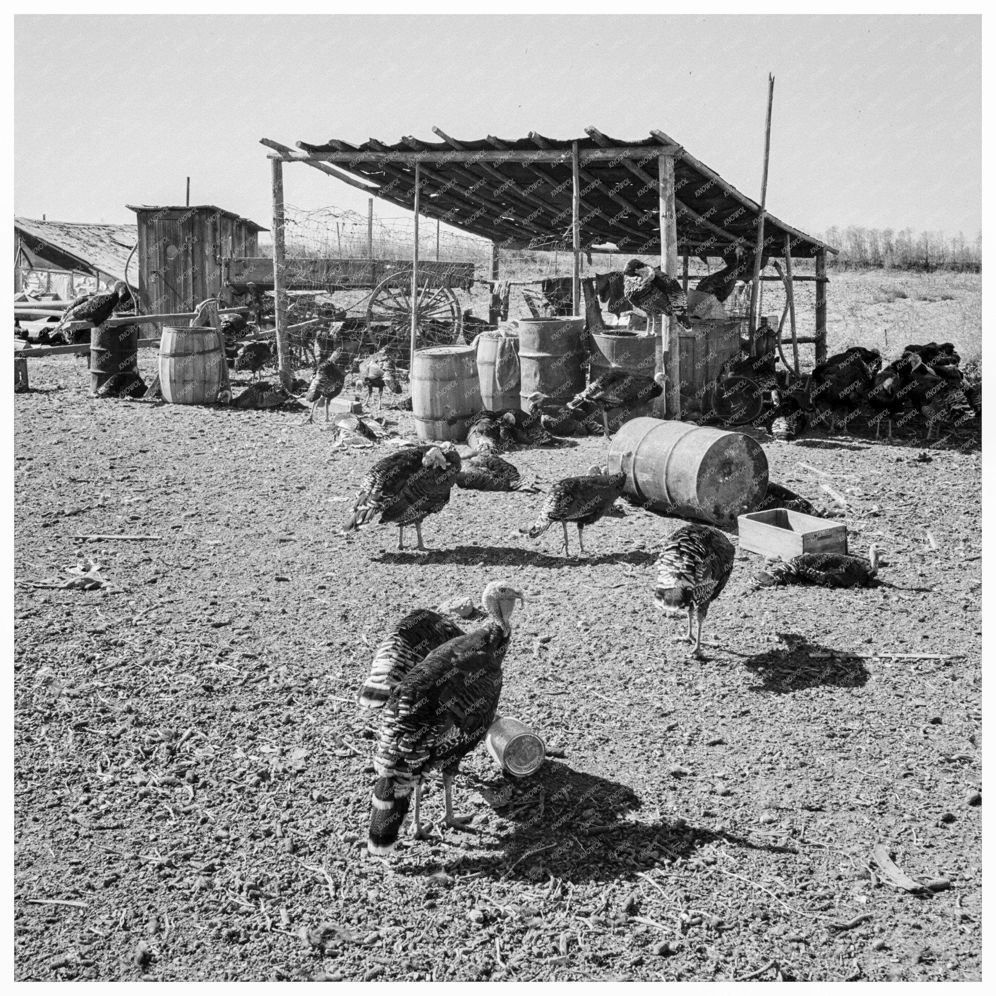 Temporary Buildings on Williams Farm Malheur County Oregon 1939 - Available at KNOWOL