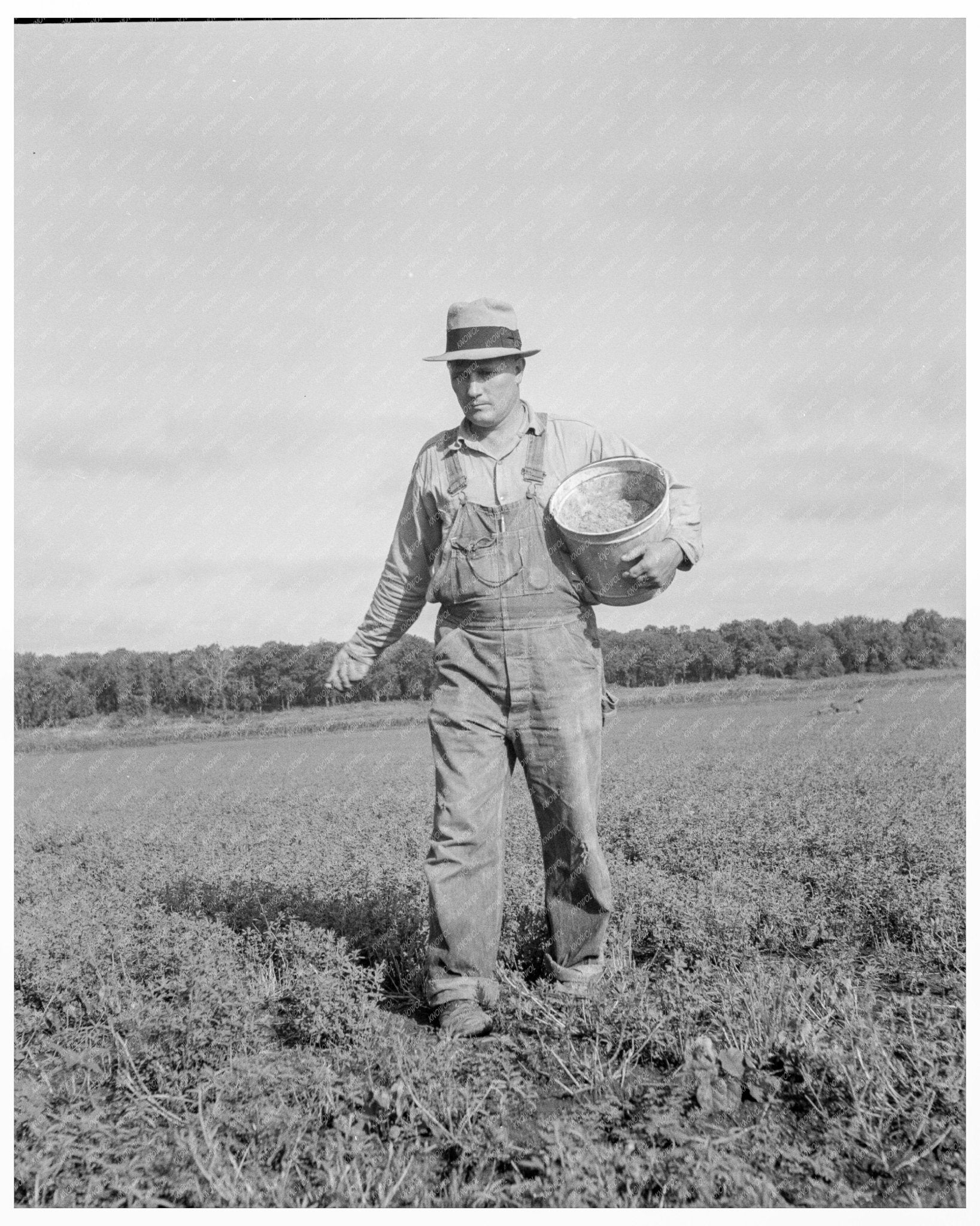 Tenant Farmer Applying Grasshopper Bait in Alfalfa Field Oklahoma 1937 - Available at KNOWOL