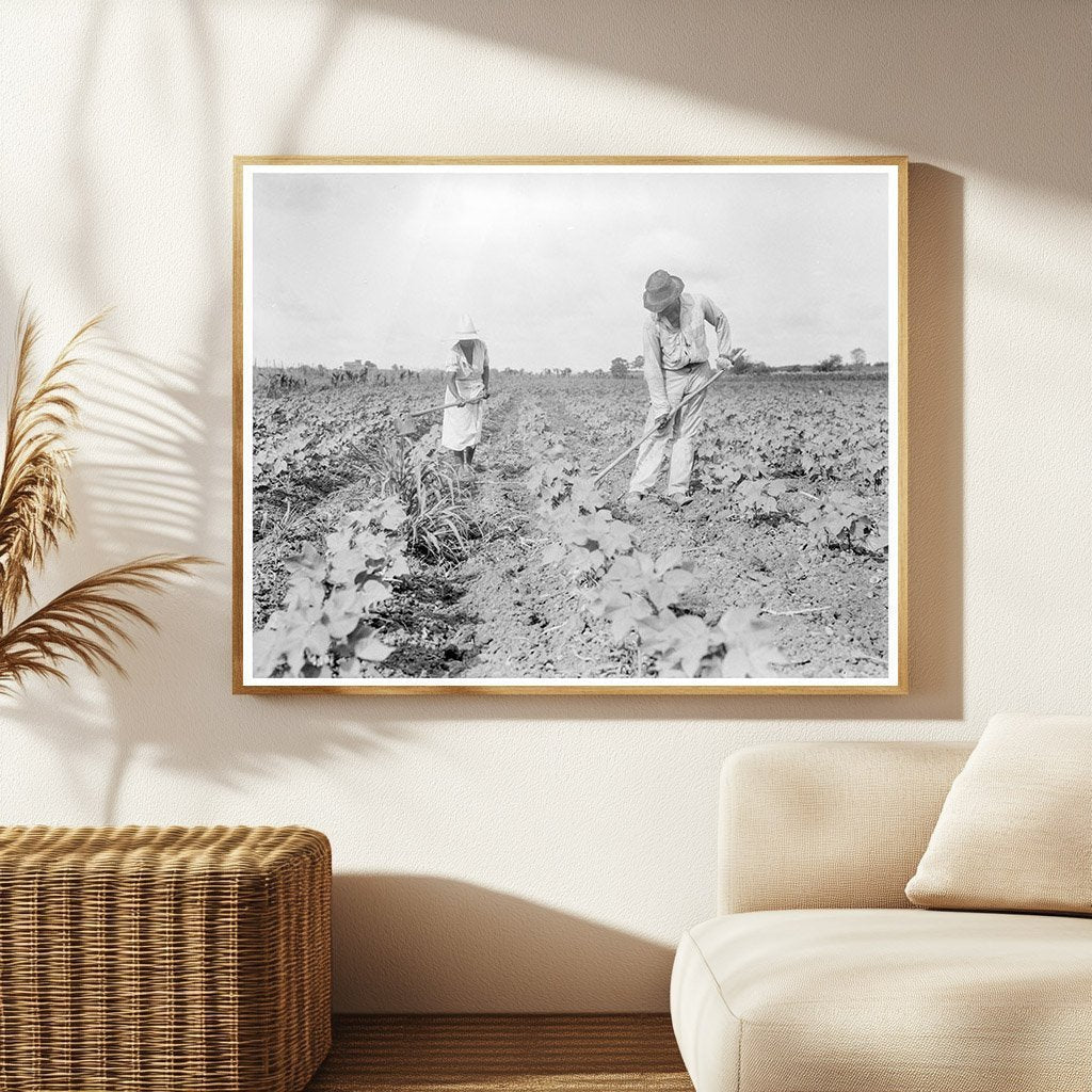 Tenant Farmer Family Working Cotton Fields Eutaw Alabama 1936 - Available at KNOWOL