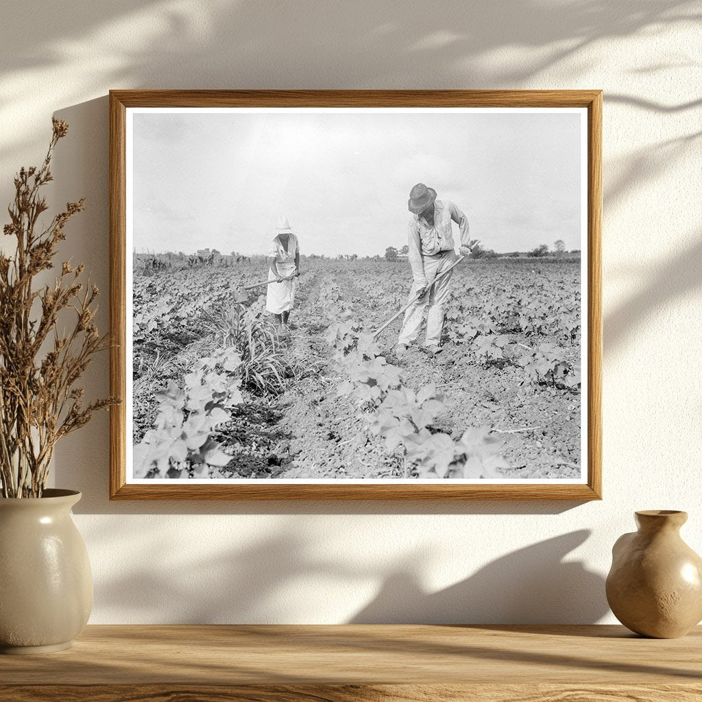 Tenant Farmer Family Working Cotton Fields Eutaw Alabama 1936 - Available at KNOWOL