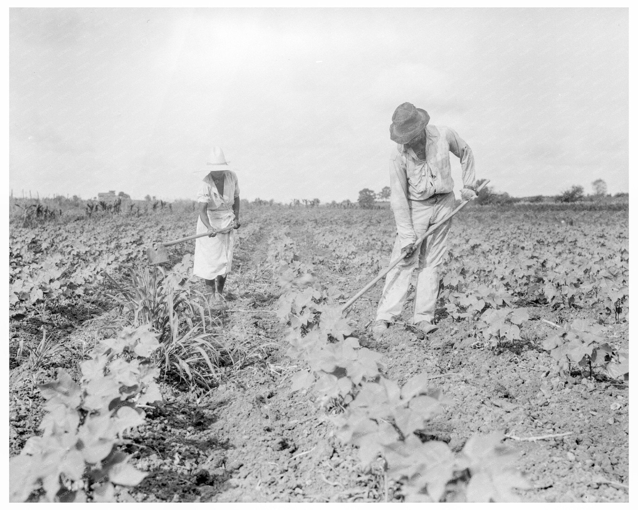 Tenant Farmer Family Working Cotton Fields Eutaw Alabama 1936 - Available at KNOWOL