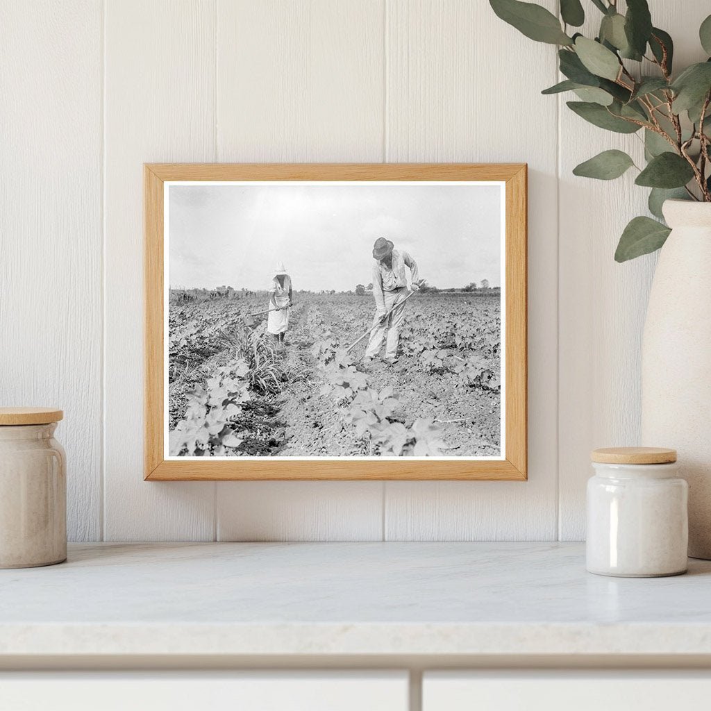 Tenant Farmer Family Working Cotton Fields Eutaw Alabama 1936 - Available at KNOWOL