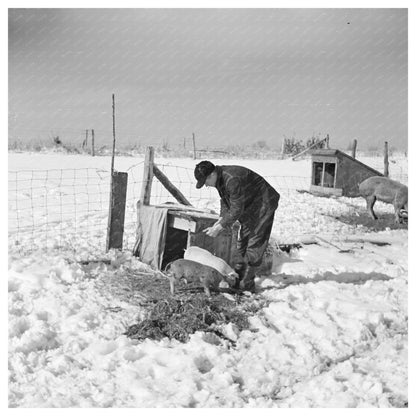 Tenant Farmer Feeding Pigs McLeansboro Illinois 1937 - Available at KNOWOL