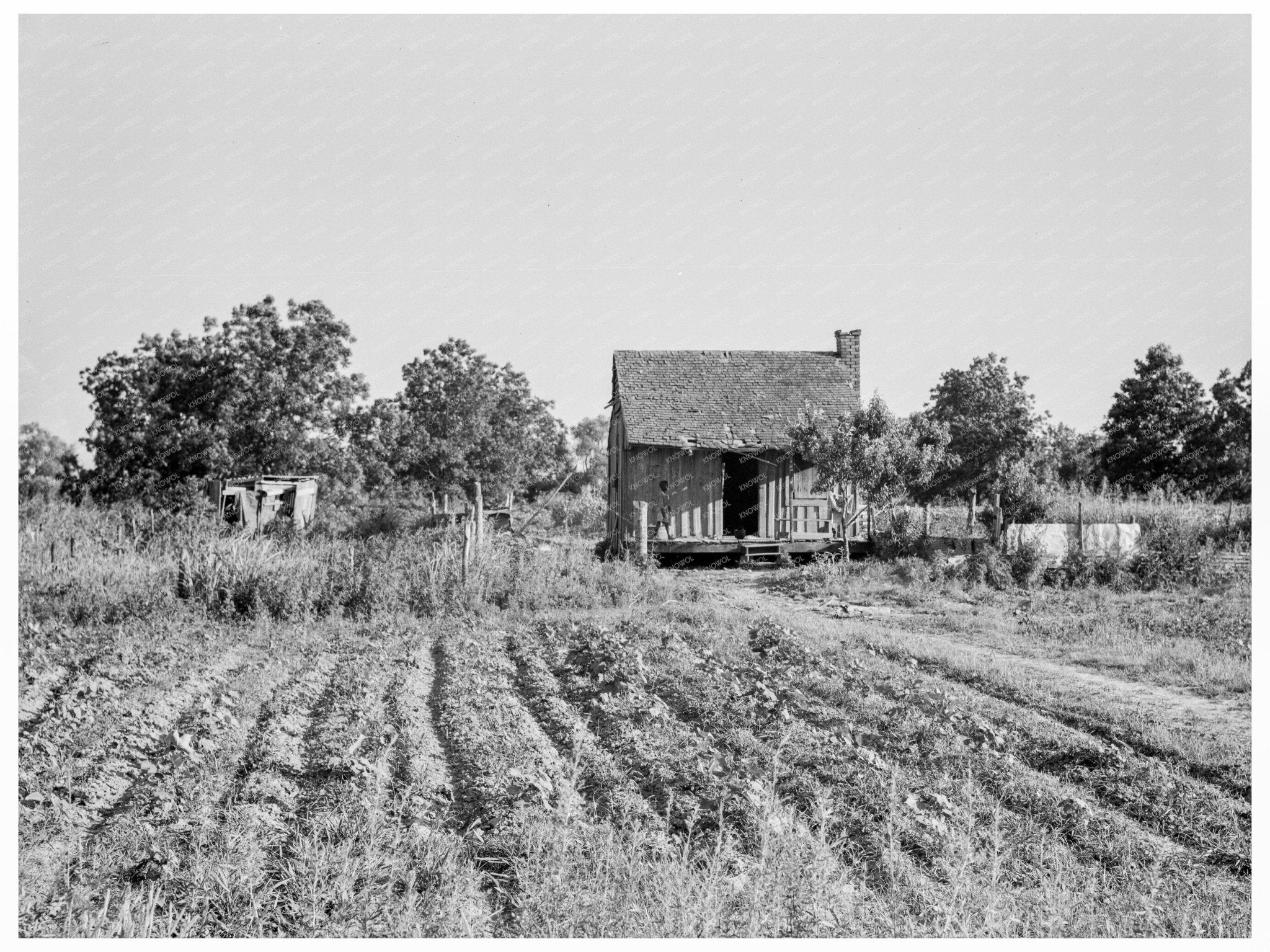 Tenant Farmer Home in Mississippi July 1937 - Available at KNOWOL