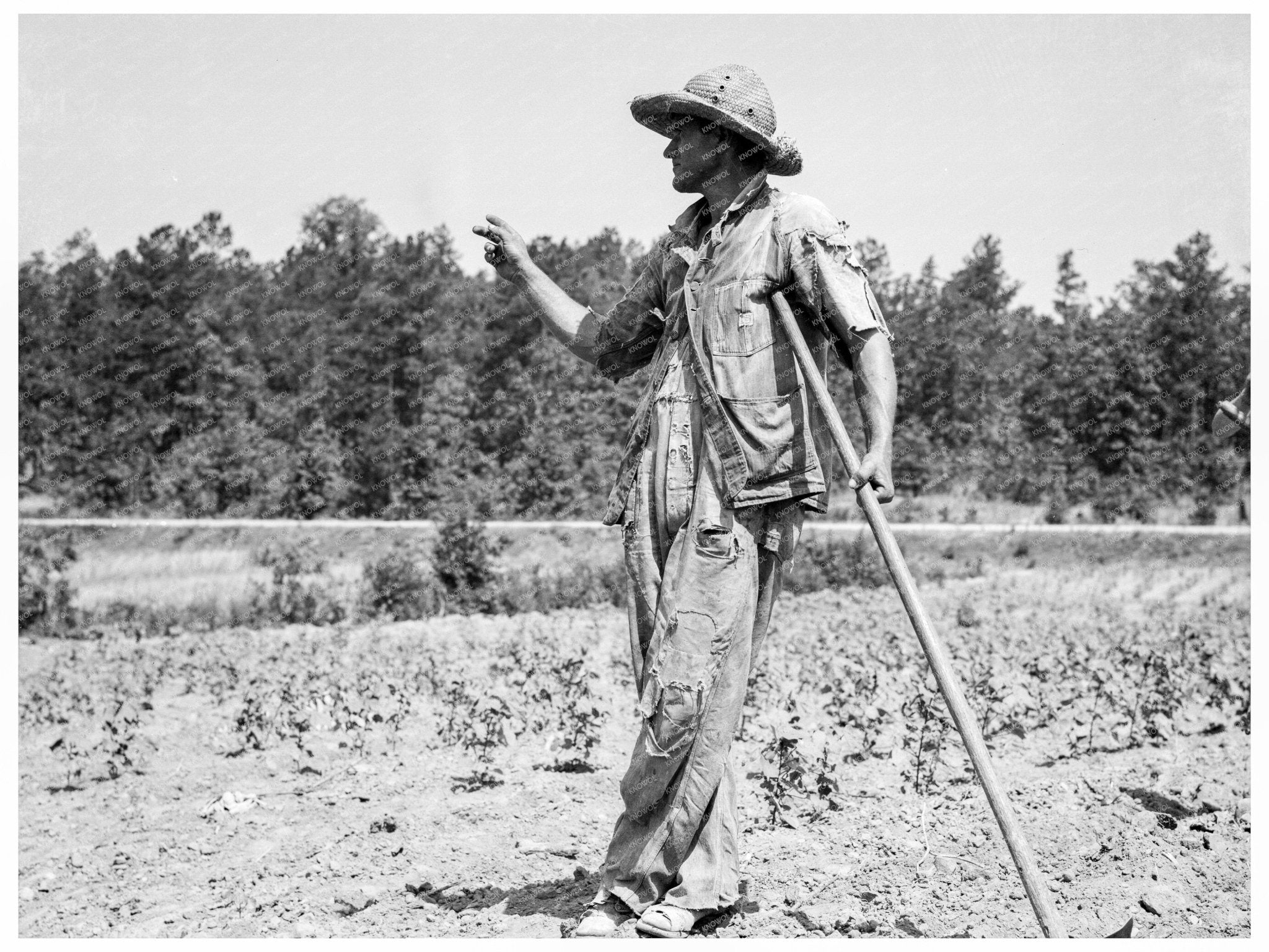 Tenant Farmer in Anniston Alabama July 1936 - Available at KNOWOL