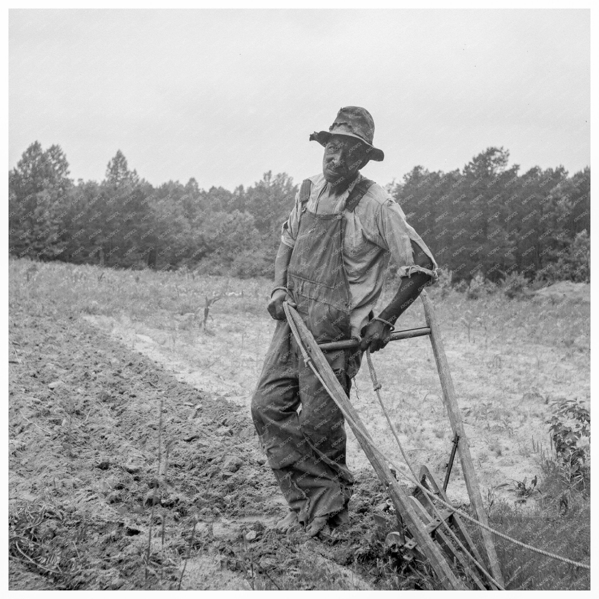 Tenant Farmer Plowing Corn in Person County 1939 - Available at KNOWOL