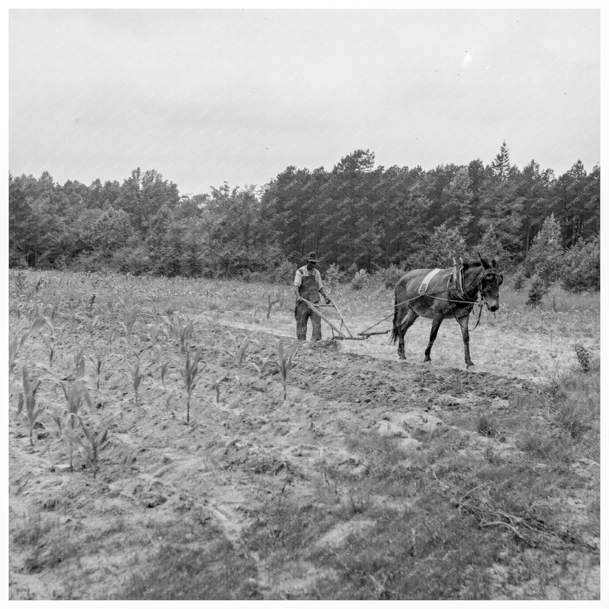 Tenant Farmer Plowing Corn Person County NC 1939 - Available at KNOWOL