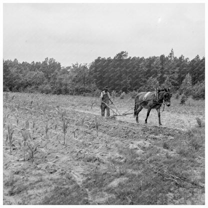 Tenant Farmer Plowing Corn Person County NC 1939 - Available at KNOWOL