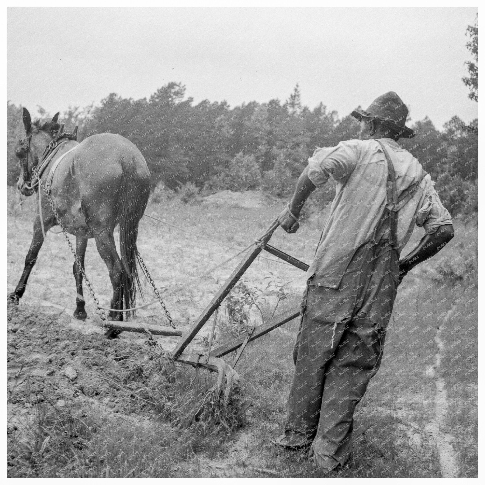 Tenant Farmer Plowing Corn Person County NC July 1939 - Available at KNOWOL