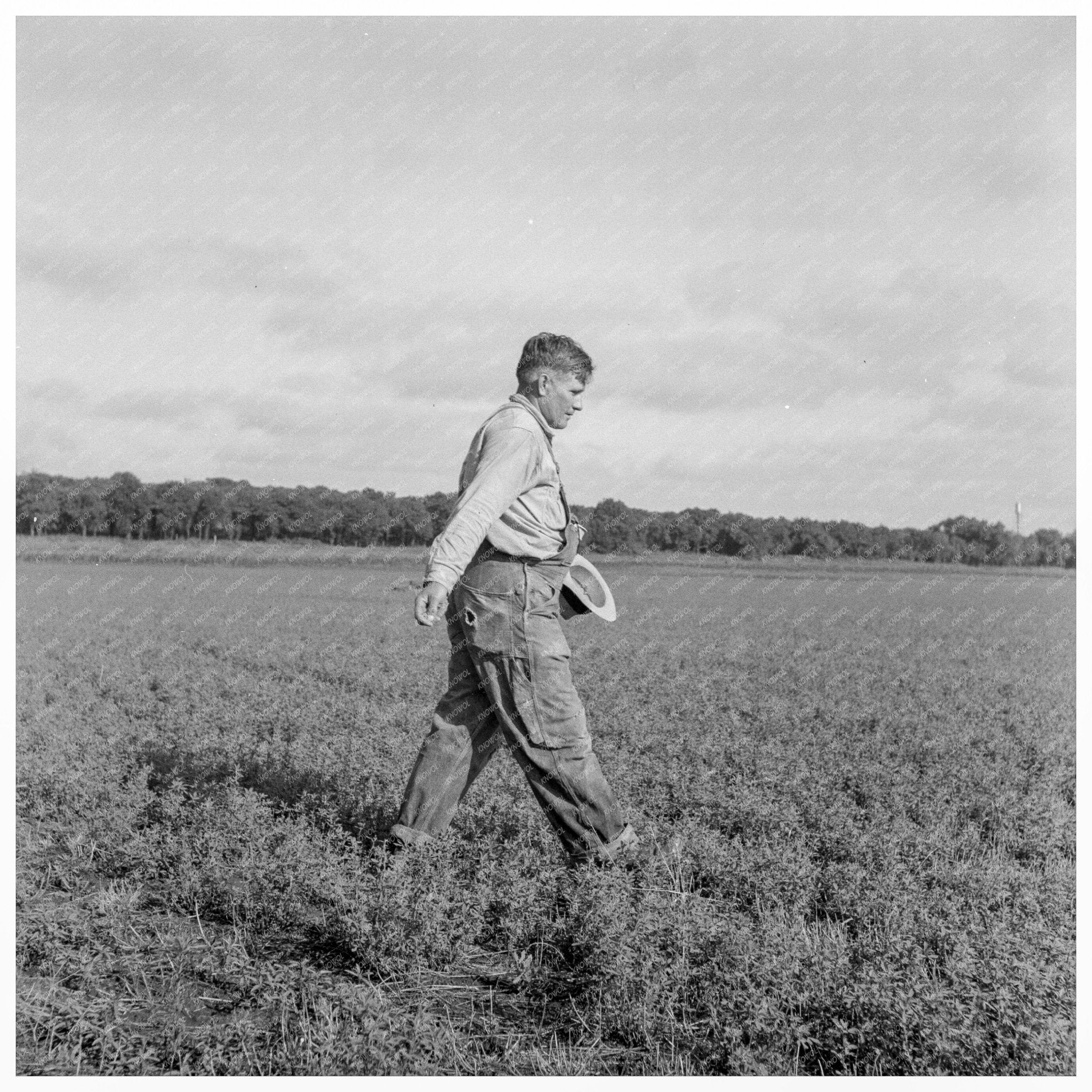 Tenant Farmer Spreading Grasshopper Bait in 1937 Oklahoma - Available at KNOWOL