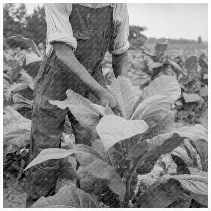 Tenant Farmer Topping Tobacco Person County NC 1939 - Available at KNOWOL