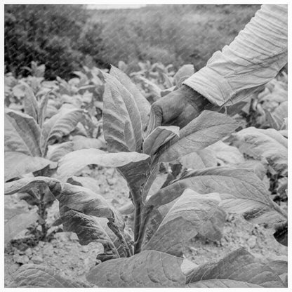 Tenant Farmer Topping Tobacco Person County NC July 1939 - Available at KNOWOL