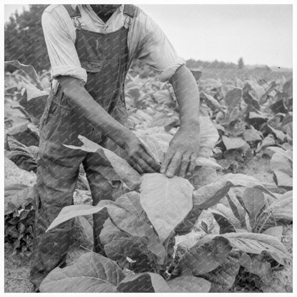 Tenant Farmer Topping Tobacco Person County North Carolina 1939 - Available at KNOWOL