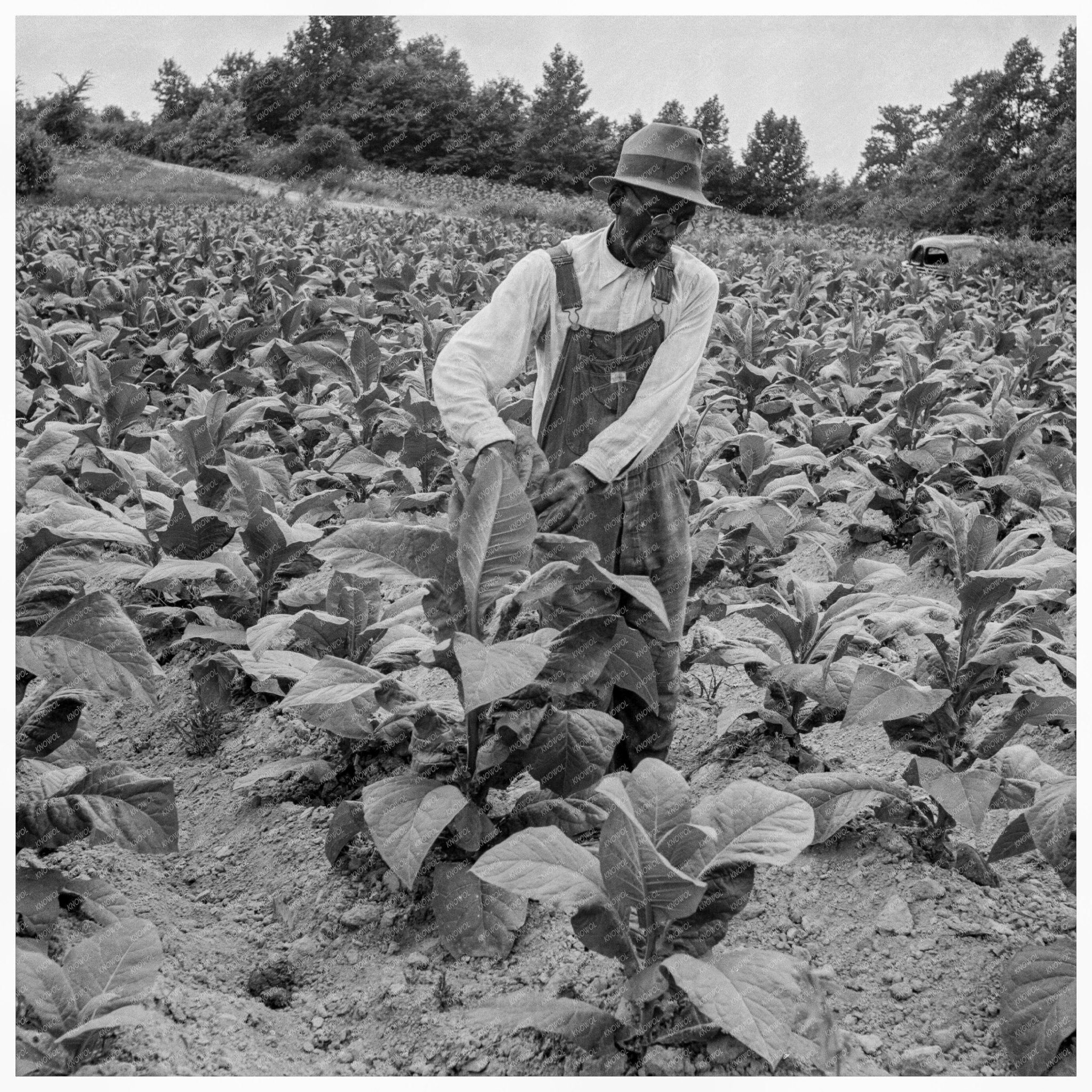 Tenant Farming Tobacco in Person County North Carolina 1939 - Available at KNOWOL