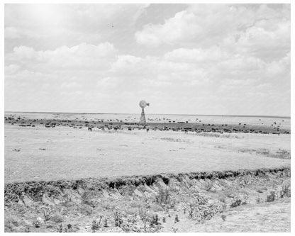 Texas Panhandle Cattle Range August 1938 Photograph - Available at KNOWOL