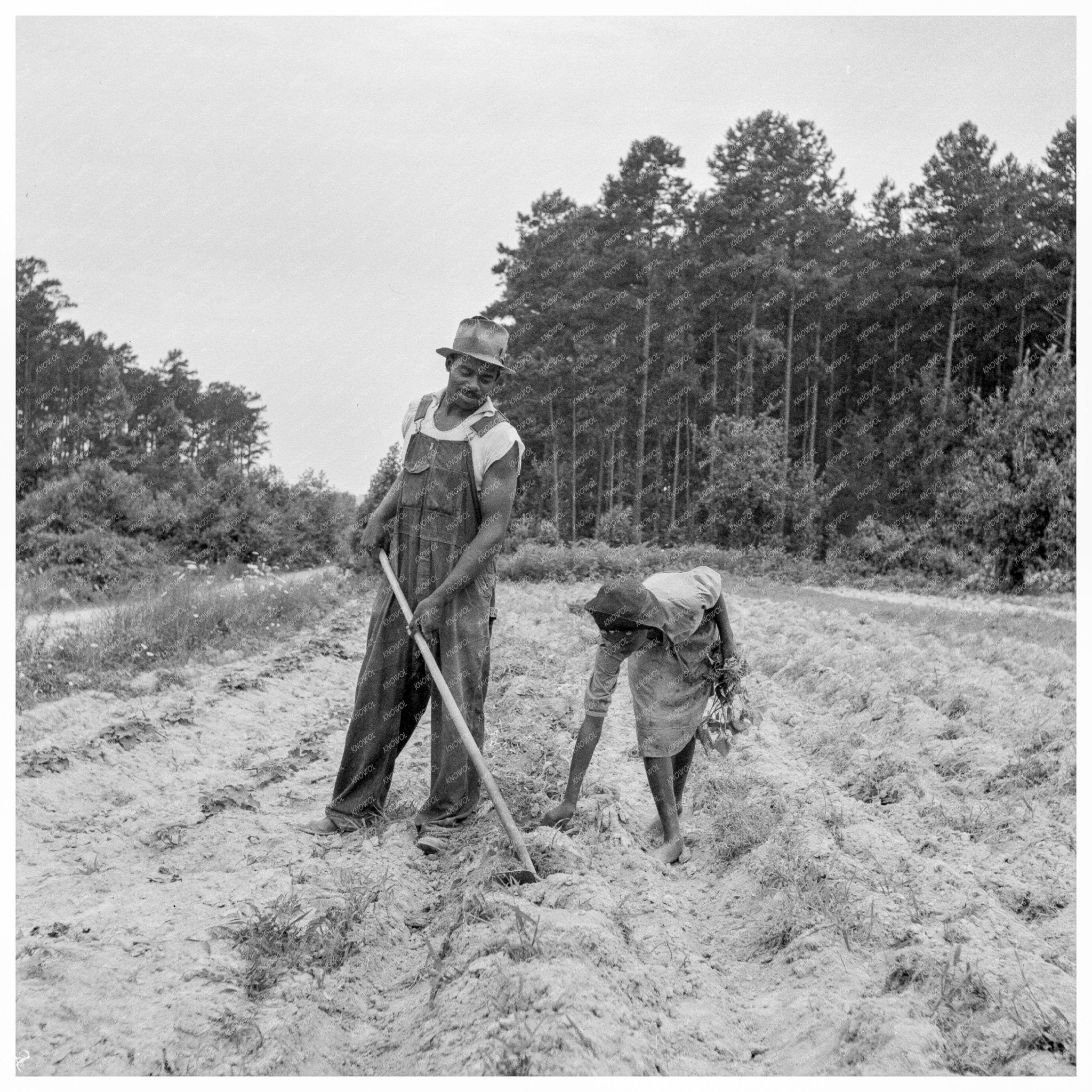 Thirteen - Year - Old Girl Planting Sweet Potatoes 1939 - Available at KNOWOL