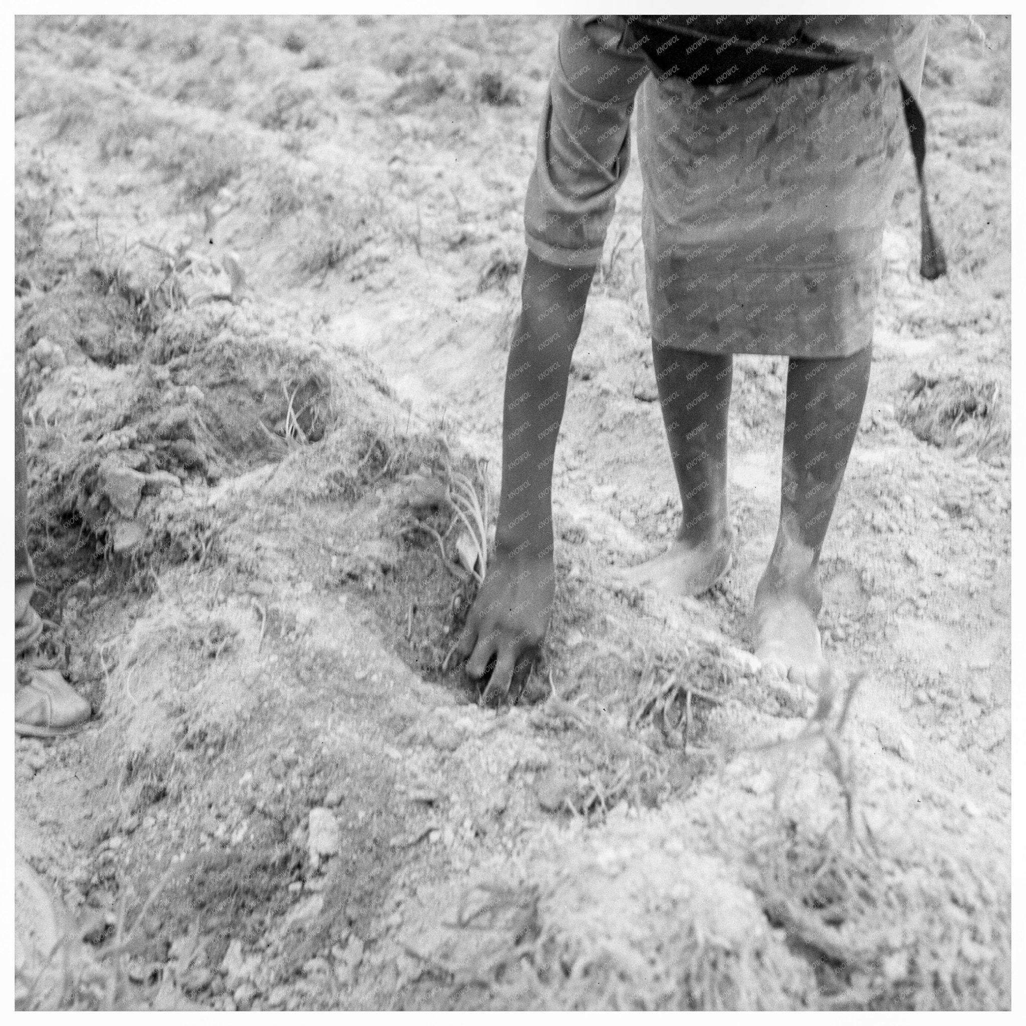 Thirteen - Year - Old Girl Plants Sweet Potatoes with Father 1939 - Available at KNOWOL