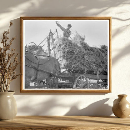 Threshing Oats in Clayton Indiana July 1936 - Available at KNOWOL