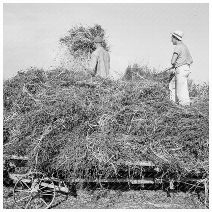 Threshing Red Clover for Seed Oregon October 1939 - Available at KNOWOL