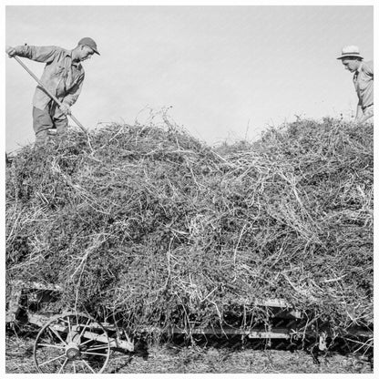 Threshing Red Clover Seed in Oregon October 1939 - Available at KNOWOL