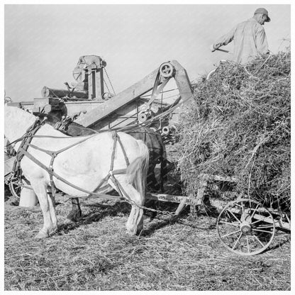 Threshing Red Clover Seed October 1939 Oregon Agriculture - Available at KNOWOL