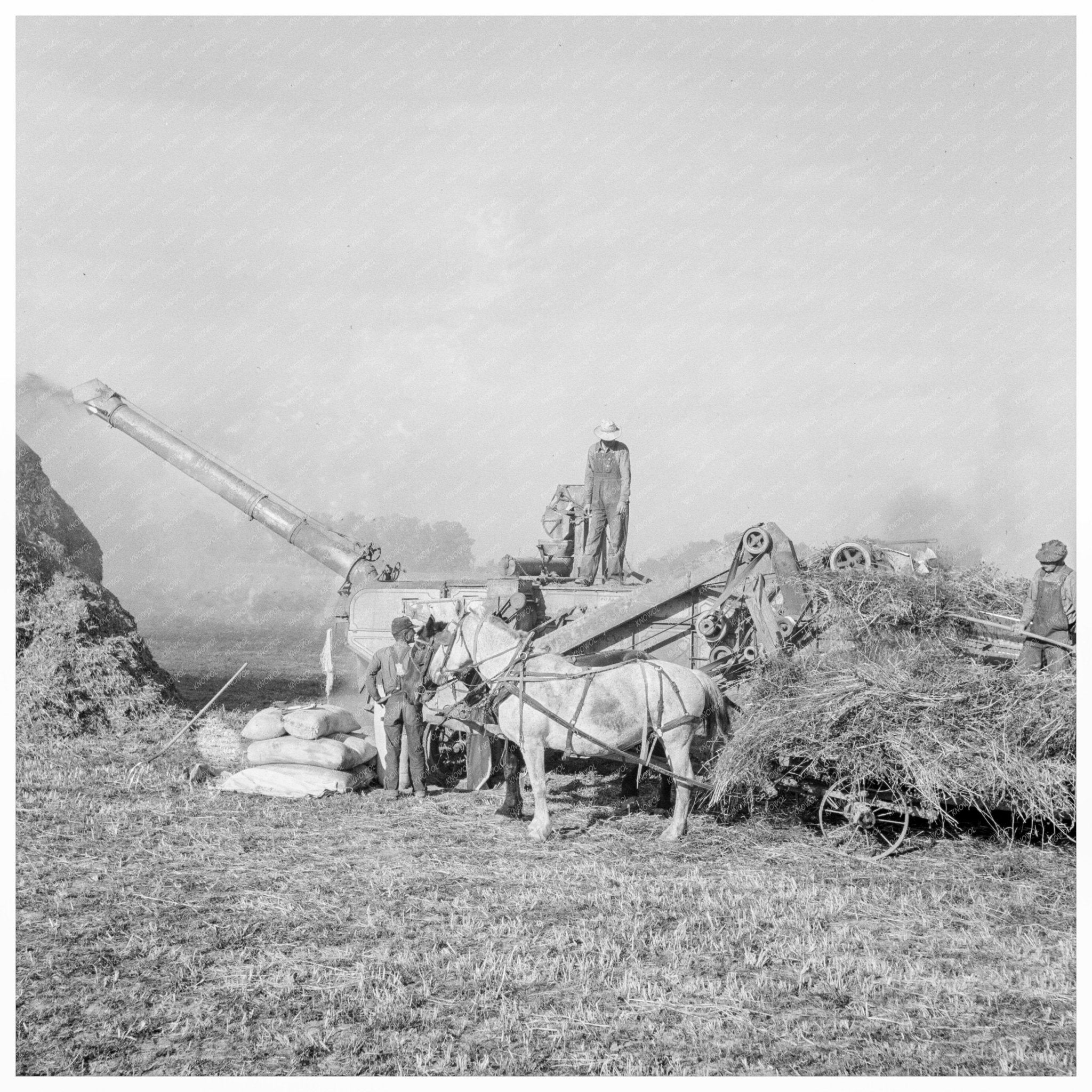 Threshing Red Clover Seed on Oregon Ranch October 1939 - Available at KNOWOL