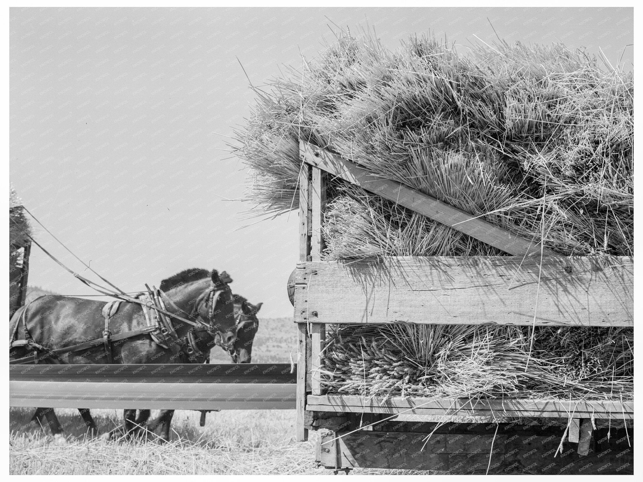 Threshing Scene in Klamath County Oregon 1939 - Available at KNOWOL