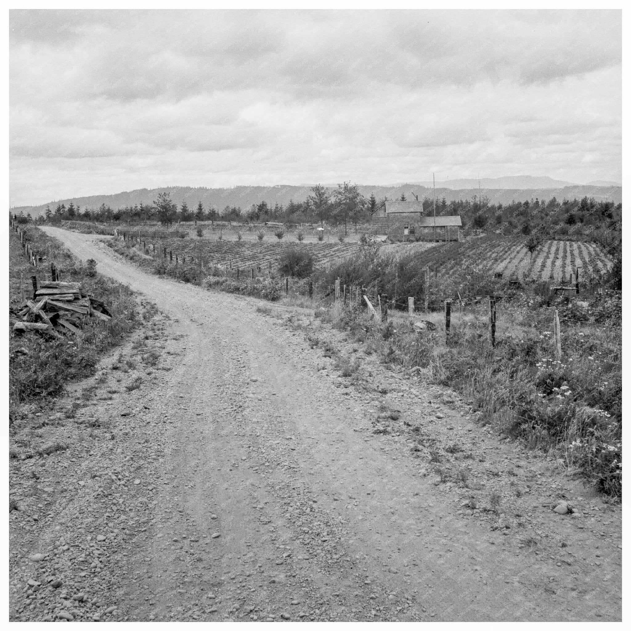 Thurston County Strawberry Farm August 1939 - Available at KNOWOL