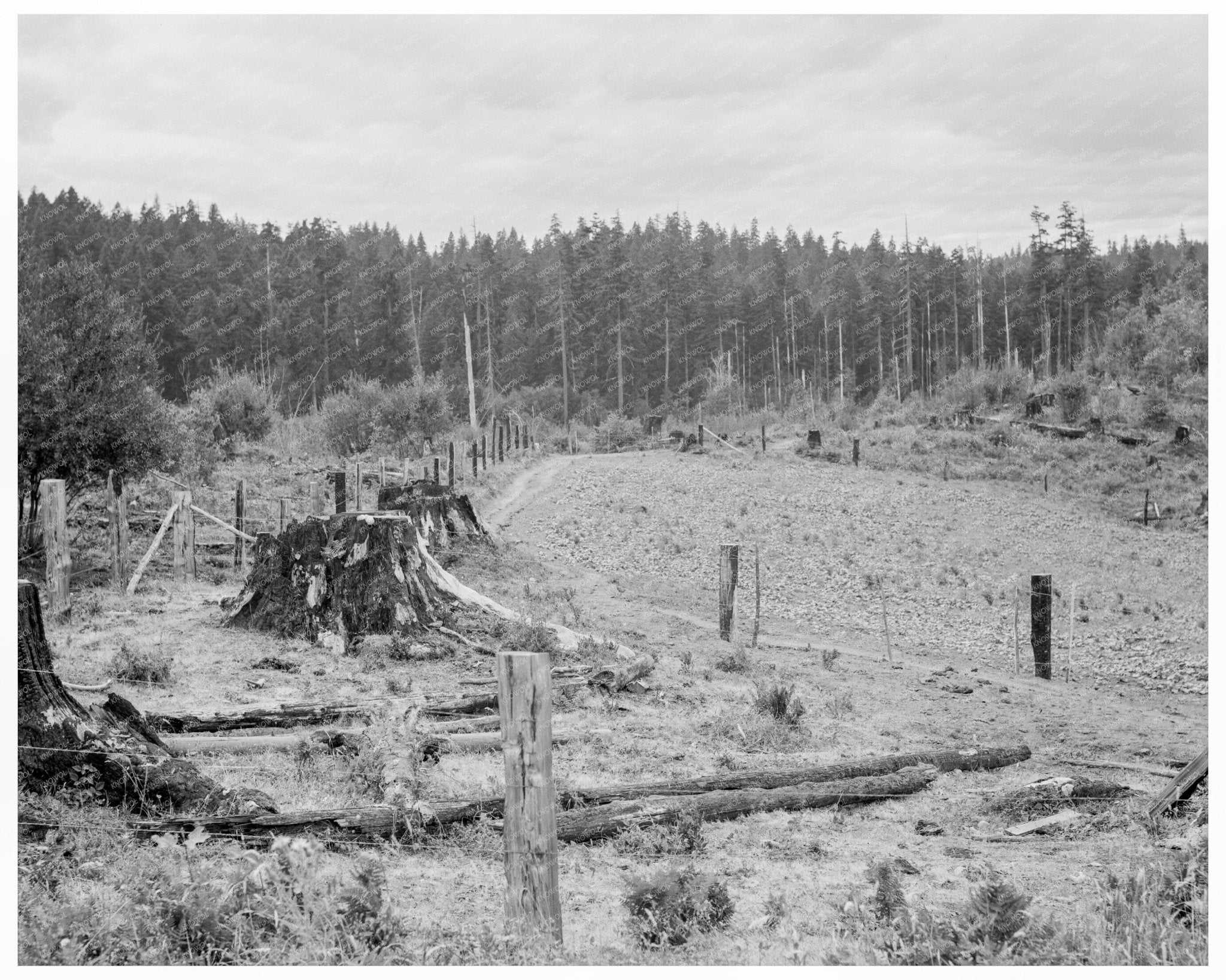 Thurston County Stump Farm August 1939 Agricultural Image - Available at KNOWOL