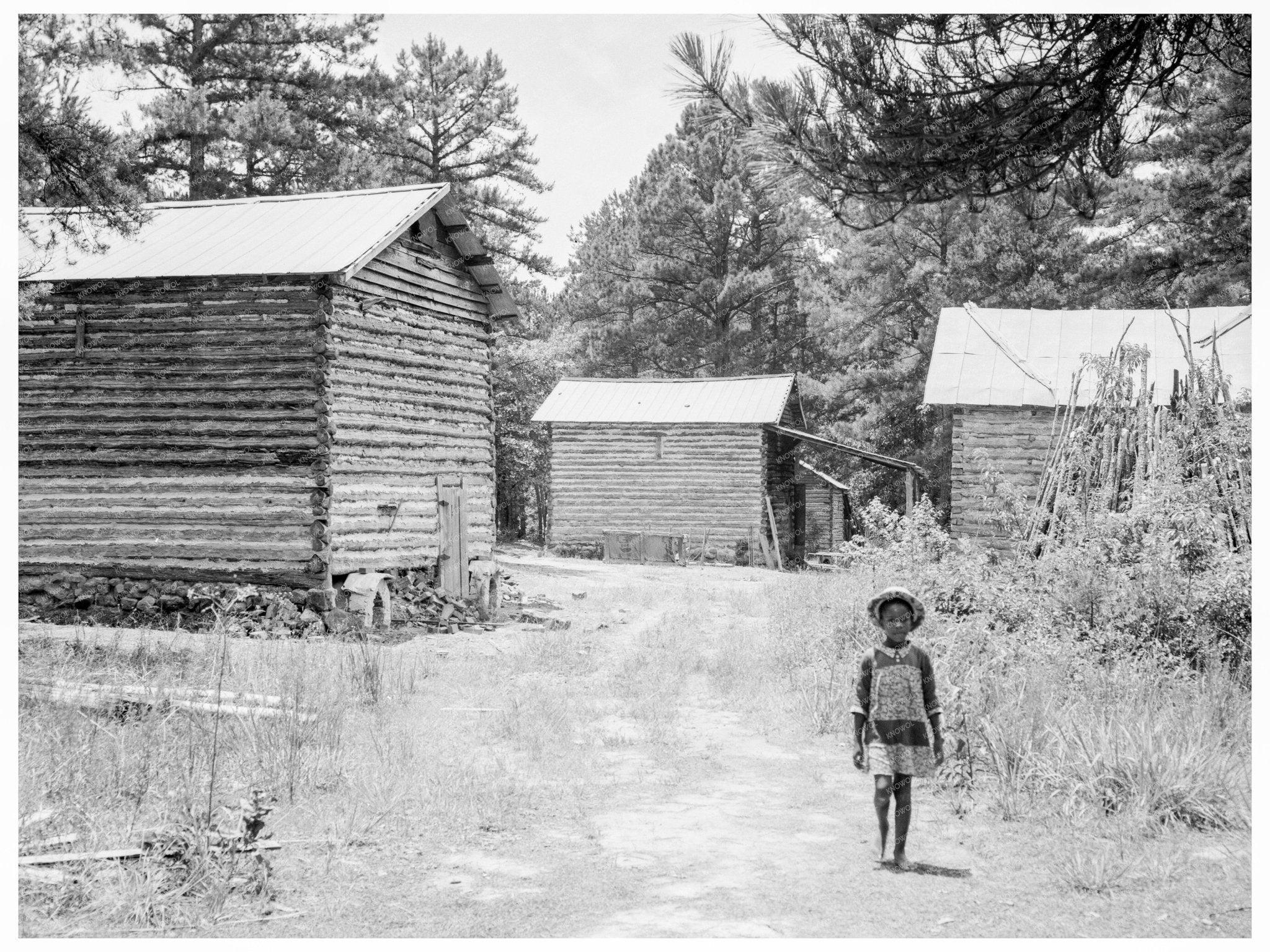 Tobacco Barns in Wake County North Carolina 1939 - Available at KNOWOL