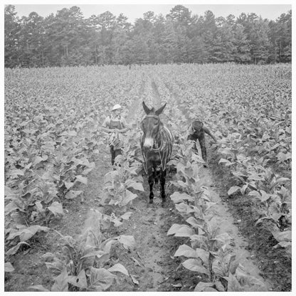 Tobacco Cultivation in Granville County North Carolina 1939 - Available at KNOWOL