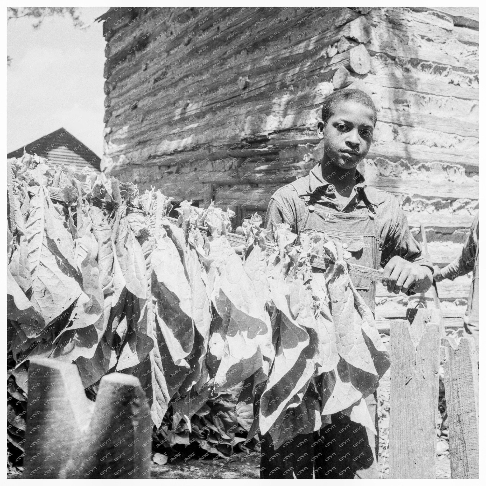 Tobacco Curing in Granville County North Carolina 1939 - Available at KNOWOL