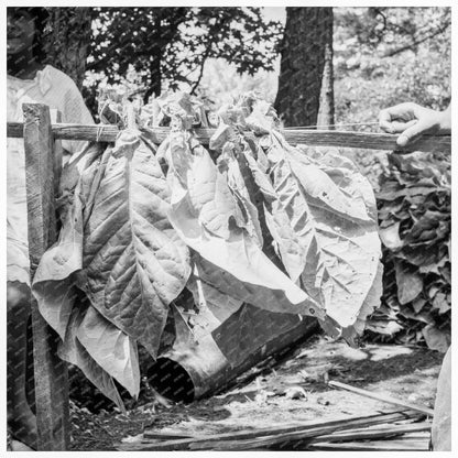 Tobacco Drying in Granville County North Carolina 1939 - Available at KNOWOL