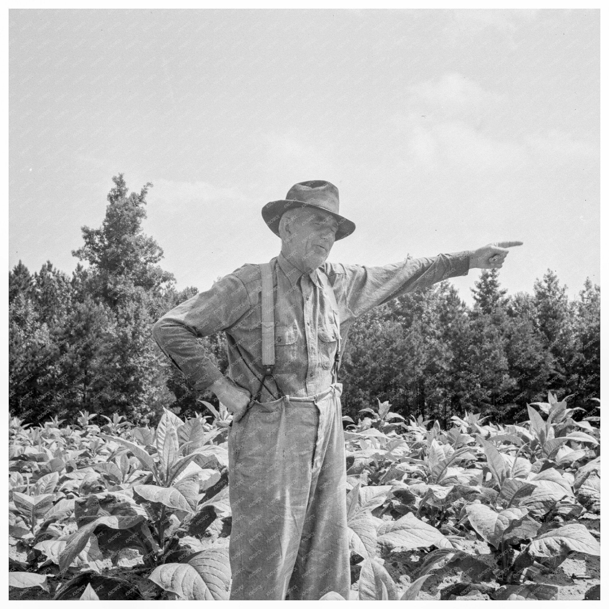 Tobacco Farmer in North Carolina July 1939 - Available at KNOWOL